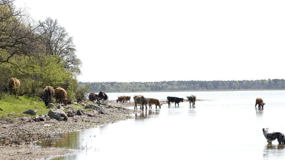 freilaufende Rinder auf der Insel Öhe im seichten Wasser
